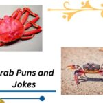 66 Crab Puns and Jokes That Will Get You out of Your Shell