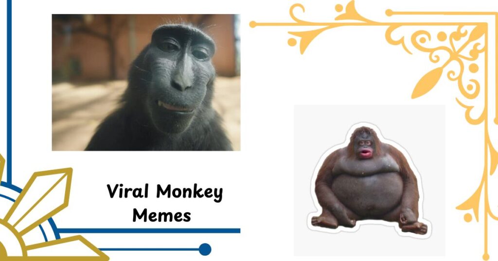 Viral Monkey Memes Taking Over Social Media