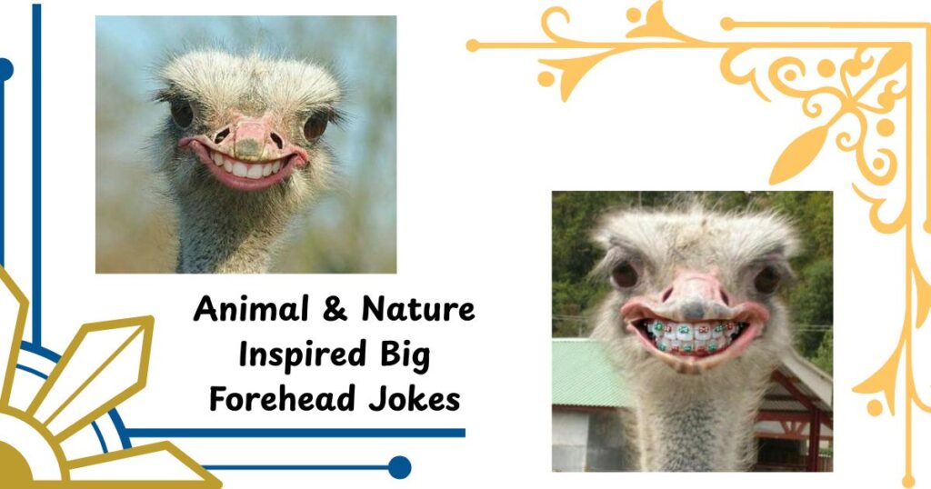 Animal & Nature Inspired Big Forehead Jokes